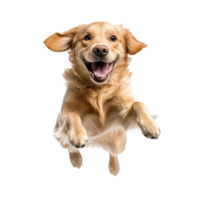 Golden Retriever Dog Jumping Happily in a Playful Moment on transparent background png