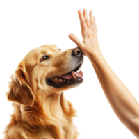 Golden Retriever Giving High Five Isolated on White Background on transparent background png