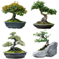 Unique pots with beautiful bonsai trees isolated transparent png