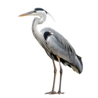 Graceful heron in the wetland isolated transparent png