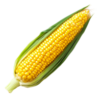 Fresh corn on the cob with green husk in daylight isolated transparent png