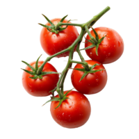 Fresh red tomatoes on the vine ready for harvest isolated transparent png