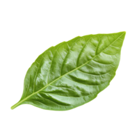 Basil leaf on a white background isolated transparent png