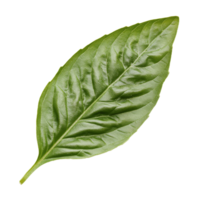 Fresh basil leaf isolated on a white background isolated transparent png