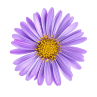 Close up view of a vibrant purple flower in bloom isolated transparent png