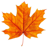 Autumn maple leaf resting on a white background isolated transparent png