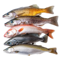 Fresh trout varieties displayed at market isolated transparent png