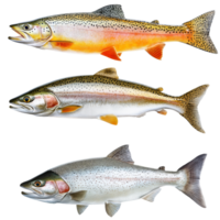 Trout species on a white backdrop isolated transparent png