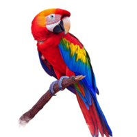Parrot on a branch in the rainforest isolated transparent png