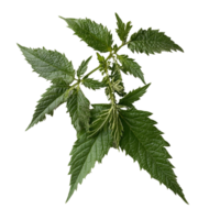 Fresh nettle leaves on a white background isolated transparent png