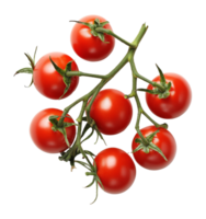 Fresh cherry tomatoes on vine ready for harvest isolated transparent png