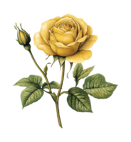 Yellow rose with bud on an elegant green stem transparent png