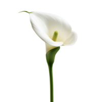 White calla lily on plain background transparent png