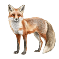 Graceful red fox illustration transparent png