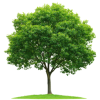 Lush green tree in a grassy park during summer transparent png