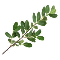 Green leafy branch from a shrub in natural light png