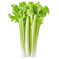 Fresh celery stalks arranged on a white background png