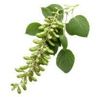 Green soybean pods on a branch png