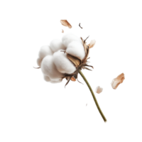 Fluffy cotton bolls on white background png