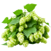 Freshly harvested hops ready for brewing in autumn png