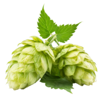Fresh green hop cones with lush leaves on display png