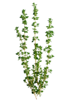 Oregano sprigs ready for cooking png
