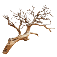 Unique twisted tree branch with intricate texture png
