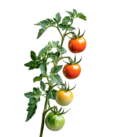 Ripe tomatoes growing on a vine in daylight png
