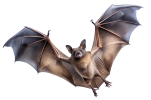 A close up of a flying bat showcasing its wings png
