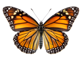Vibrant monarch butterfly on display png