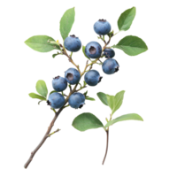 Fresh blueberries on a branch with green leaves png