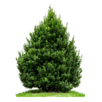 Lush evergreen shrub in a garden setting png