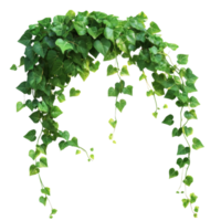 Lush green ivy cascading gracefully from a shelf png