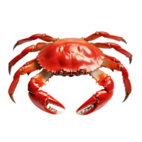Red crab with large claws on a white background png