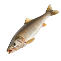 Freshwater fish caught in a river during daytime png