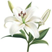 Beautiful white lily blooming in a garden setting png