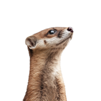 Weasel gazing up on white background png