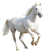 White horse running in a sunny field png