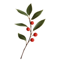 Branch with bright red berries and green leaves png