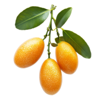 Fresh kumquats hanging from green branches png