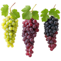 Different types of grapes on display with leaves png
