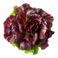Beautiful red leaf lettuce on white png