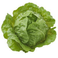Fresh green lettuce with water droplets on leaves png