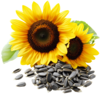 Sunflower blooms and seeds on a white background png