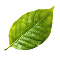 Large green leaf isolated on a white background png