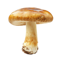 Detailed view of a wild mushroom with a smooth cap png