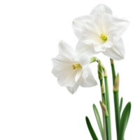 Elegant white flowers growing in a bright setting png
