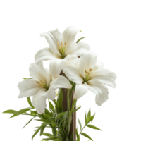White lilies and greenery on light backdrop png