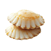 Scallop shells on a reflective surface png