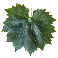 Large green leaf with intricate vein patterns png